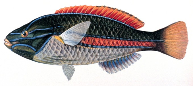 Rainbowfish Rainbowfish