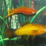 Swordtail Fish