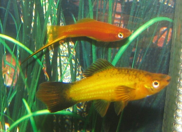 Swordtail Fish Swordtail Fish