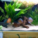 Discus Fish