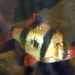 Tiger Barb