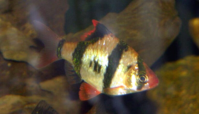 Tiger Barb Tiger Barb