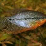 Pearl Gourami