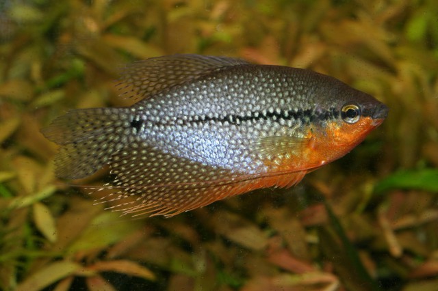 Pearl Gourami Pearl Gourami