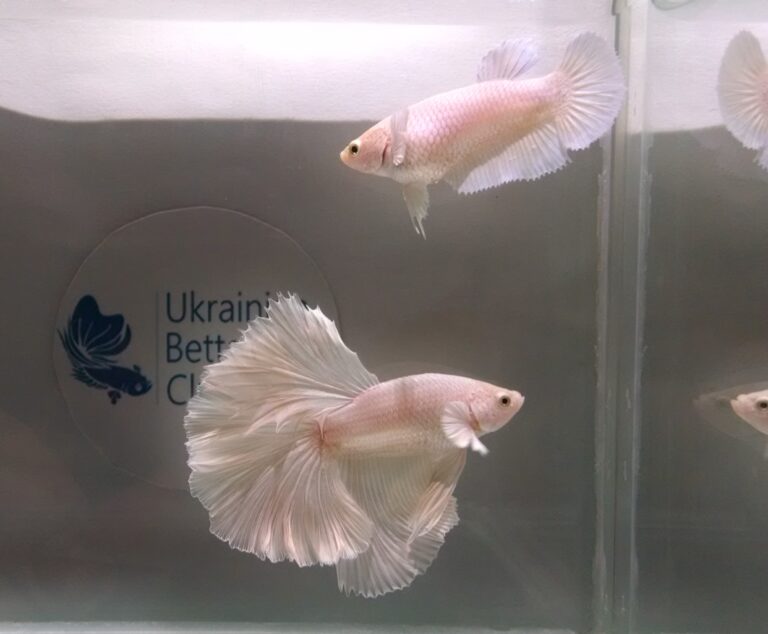 Rosetail Betta Rosetail Betta