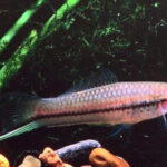 Green Swordtail