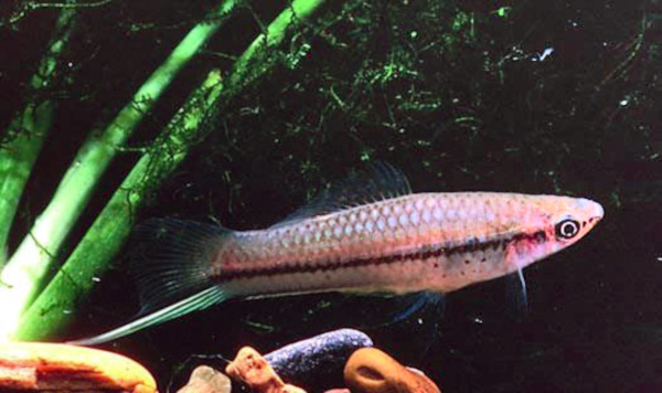 Green Swordtail Green Swordtail