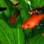 Tuxedo Platy