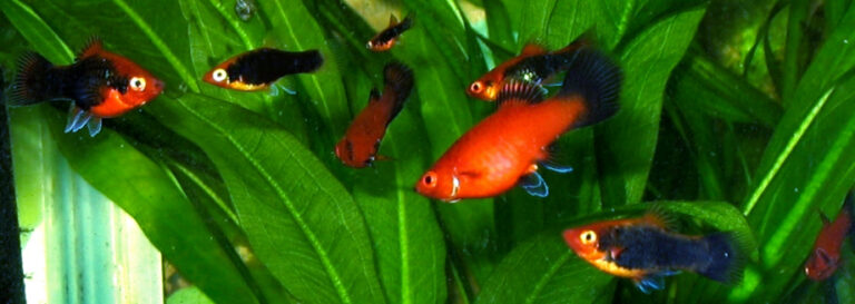Tuxedo Platy Tuxedo Platy