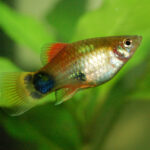 Mickey Mouse Platy