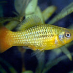 Variable Platyfish