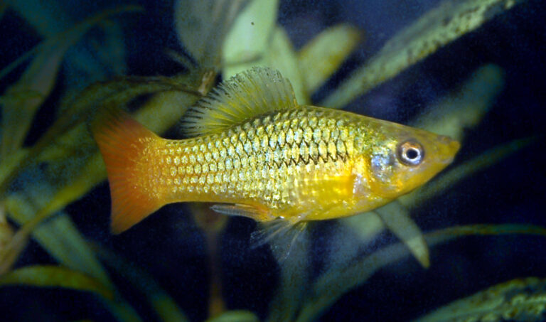 Variable Platyfish Variable Platyfish