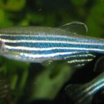 Zebra Danio