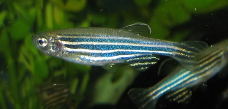 Zebra Danio Zebra Danio
