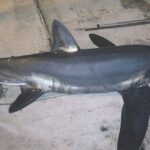 Bigeye Thresher Shark