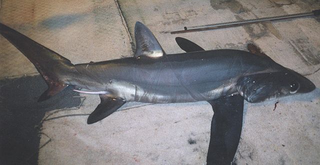 Bigeye Thresher Shark Bigeye Thresher Shark