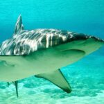Dusky Shark