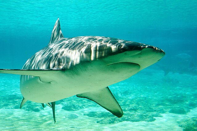 Dusky Shark Dusky Shark