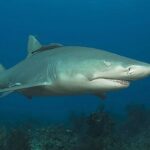 Lemon Shark