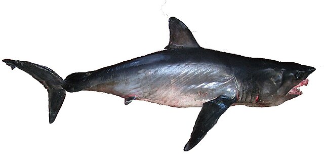 Longfin Mako Shark Longfin Mako Shark