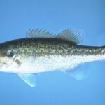 Spotted Bass