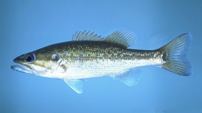 Spotted Bass Spotted Bass