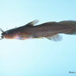 Tadpole Madtom
