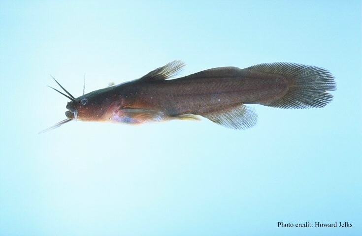 Tadpole Madtom Tadpole Madtom