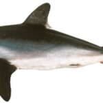 Porbeagle Shark