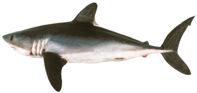 Porbeagle Shark Porbeagle Shark