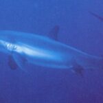 Pelagic Thresher Shark