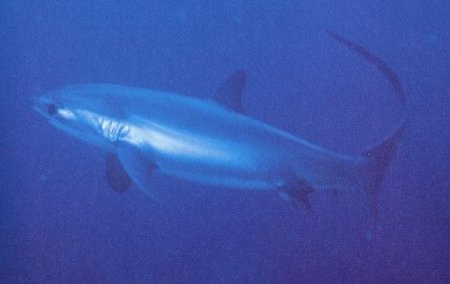 Pelagic Thresher Shark Pelagic Thresher Shark