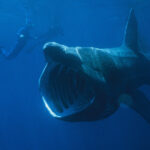 Basking Shark
