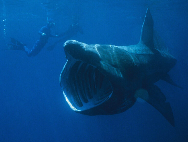 Basking Shark Basking Shark