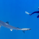 Blue Shark