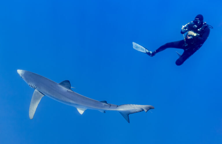 Blue Shark