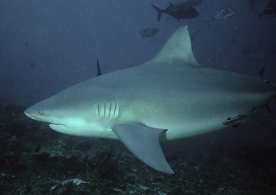 Bull Shark Bull Shark