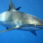 Silky Shark