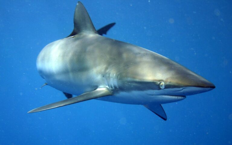 Silky Shark Silky Shark
