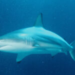 Blacktip Shark
