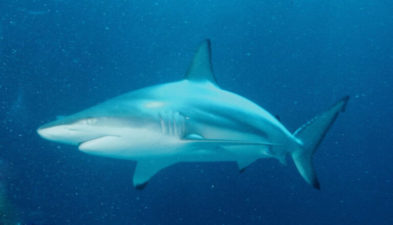 Blacktip Shark Blacktip Shark