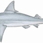 Sandbar Shark
