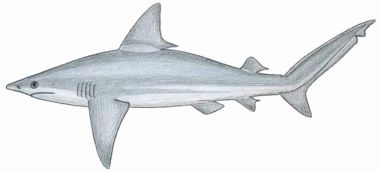 Sandbar Shark Sandbar Shark
