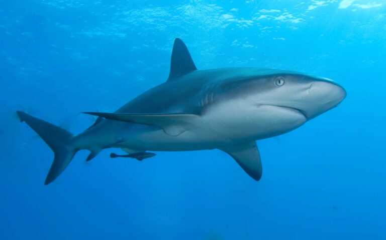 Caribbean Reef Shark Caribbean Reef Shark