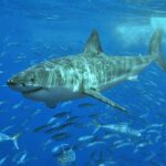 Great White Shark