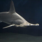 Hammerhead Shark