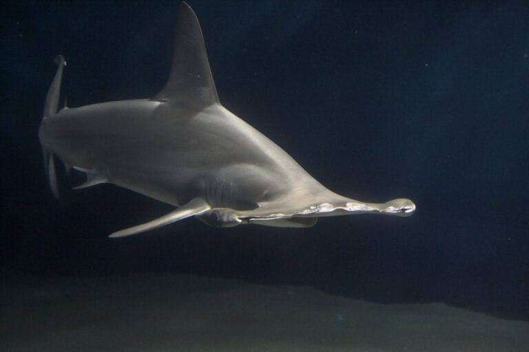 Hammerhead Shark Hammerhead Shark