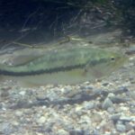 Largemouth Bass