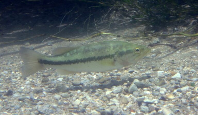 Largemouth Bass Largemouth Bass