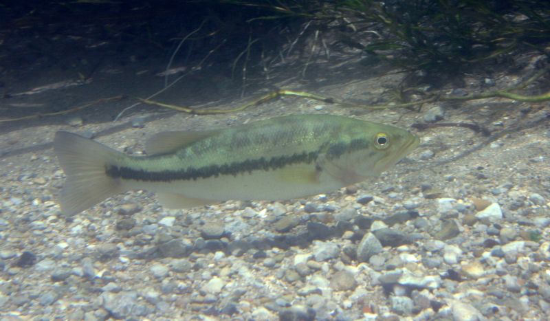 Largemouth Bass